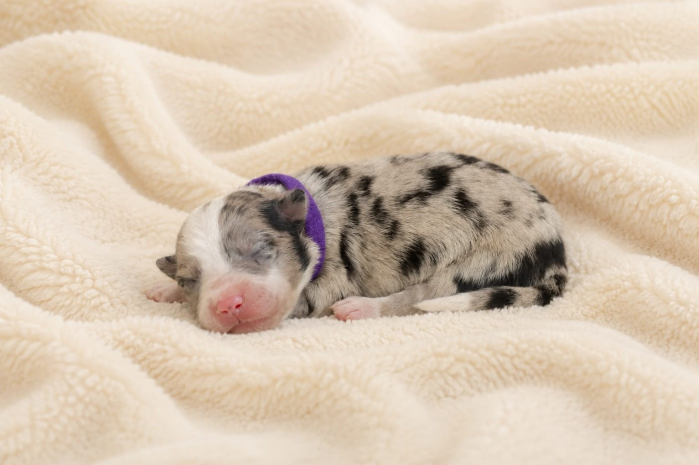 Slice Of Heaven - Chiots disponibles - Border Collie
