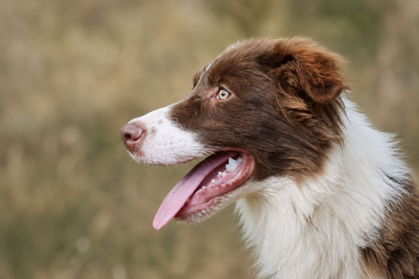 Slice Of Heaven - Chiots disponibles - Border Collie