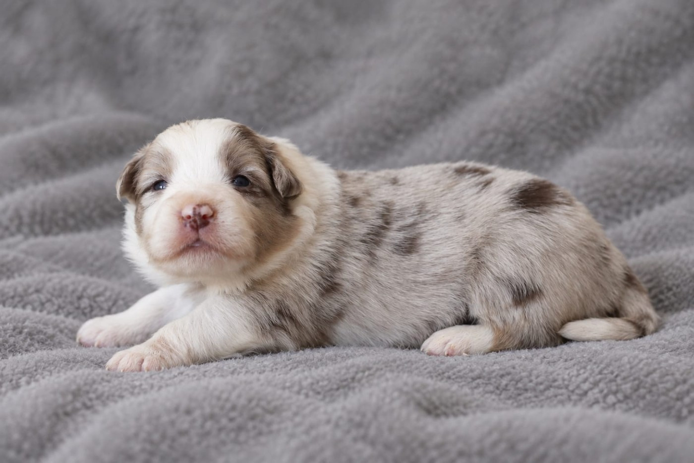 Slice Of Heaven - Chiots disponibles - Border Collie