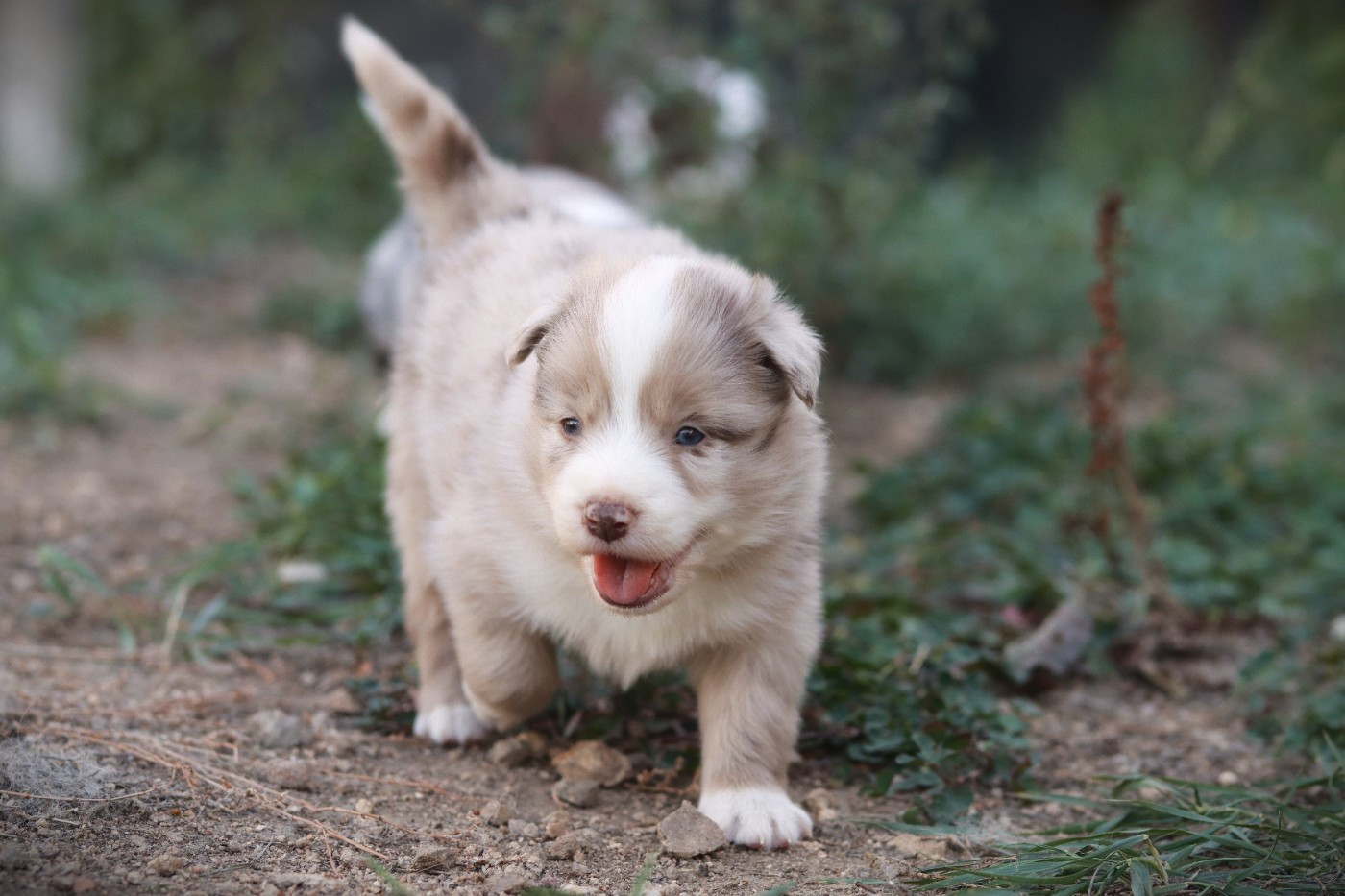 Slice Of Heaven - Chiots disponibles - Border Collie
