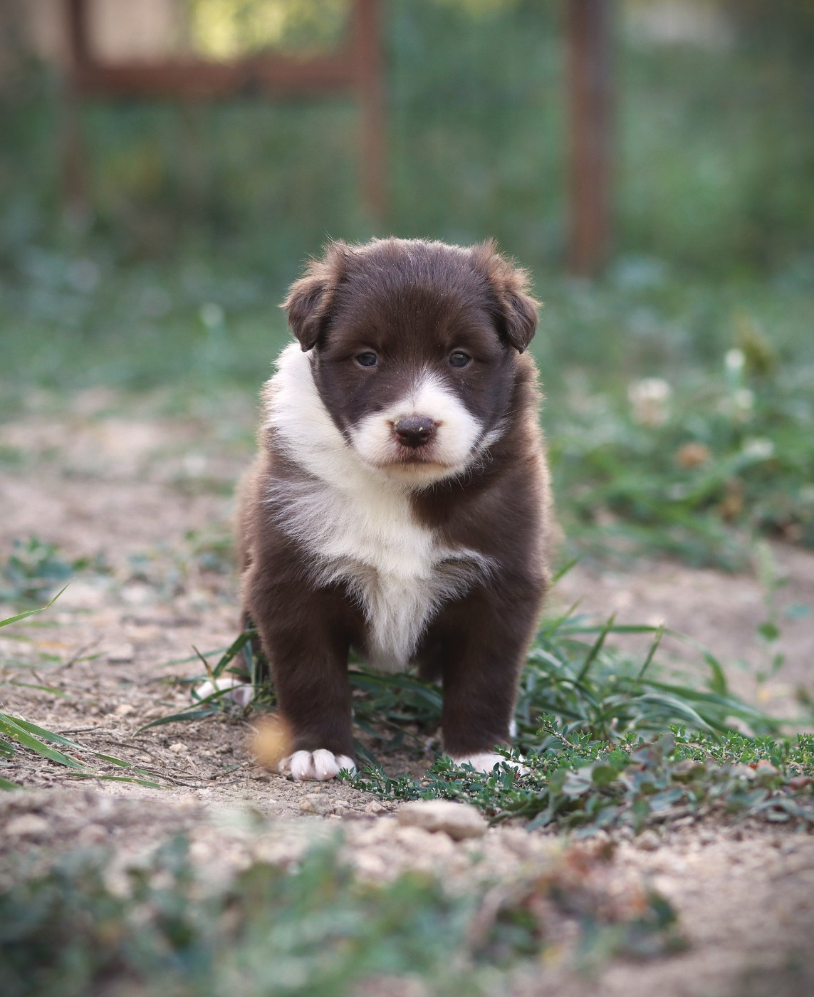 Slice Of Heaven - Chiots disponibles - Border Collie