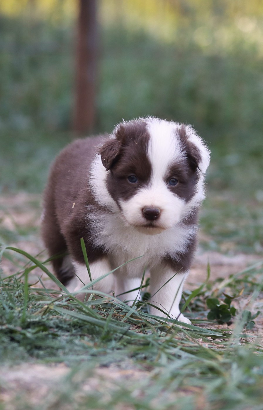 Slice Of Heaven - Chiots disponibles - Border Collie