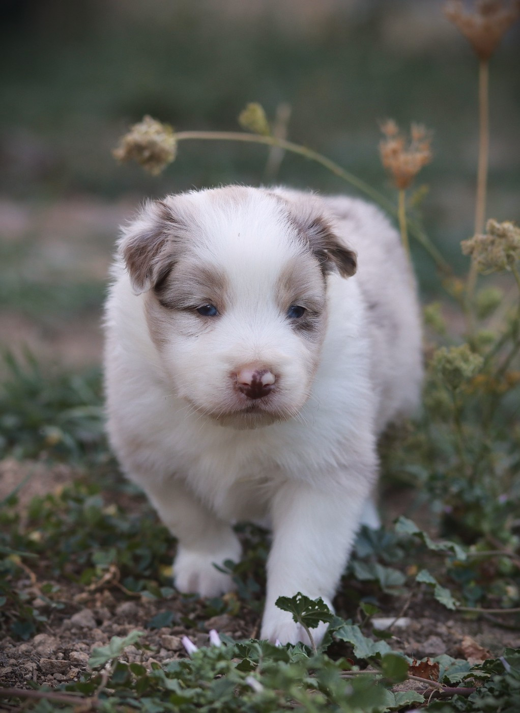Slice Of Heaven - Chiots disponibles - Border Collie