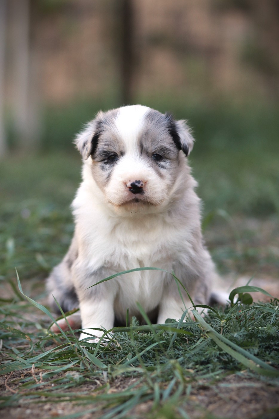 Slice Of Heaven - Chiots disponibles - Border Collie