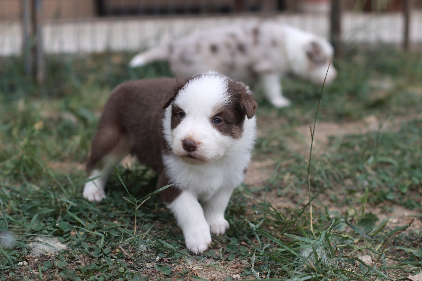 Slice Of Heaven - Chiots disponibles - Border Collie