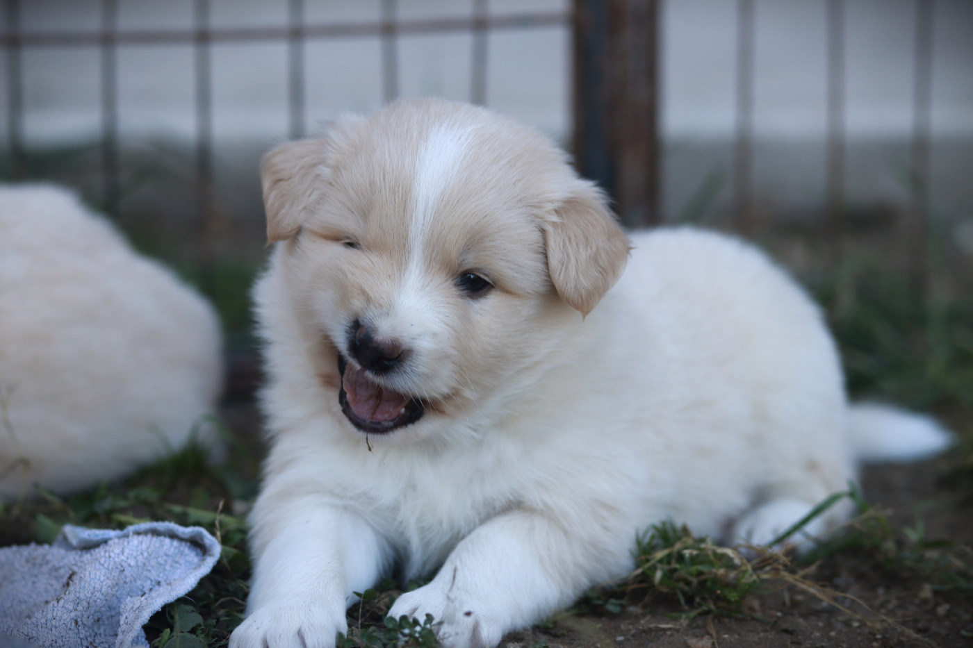 Slice Of Heaven - Chiots disponibles - Border Collie