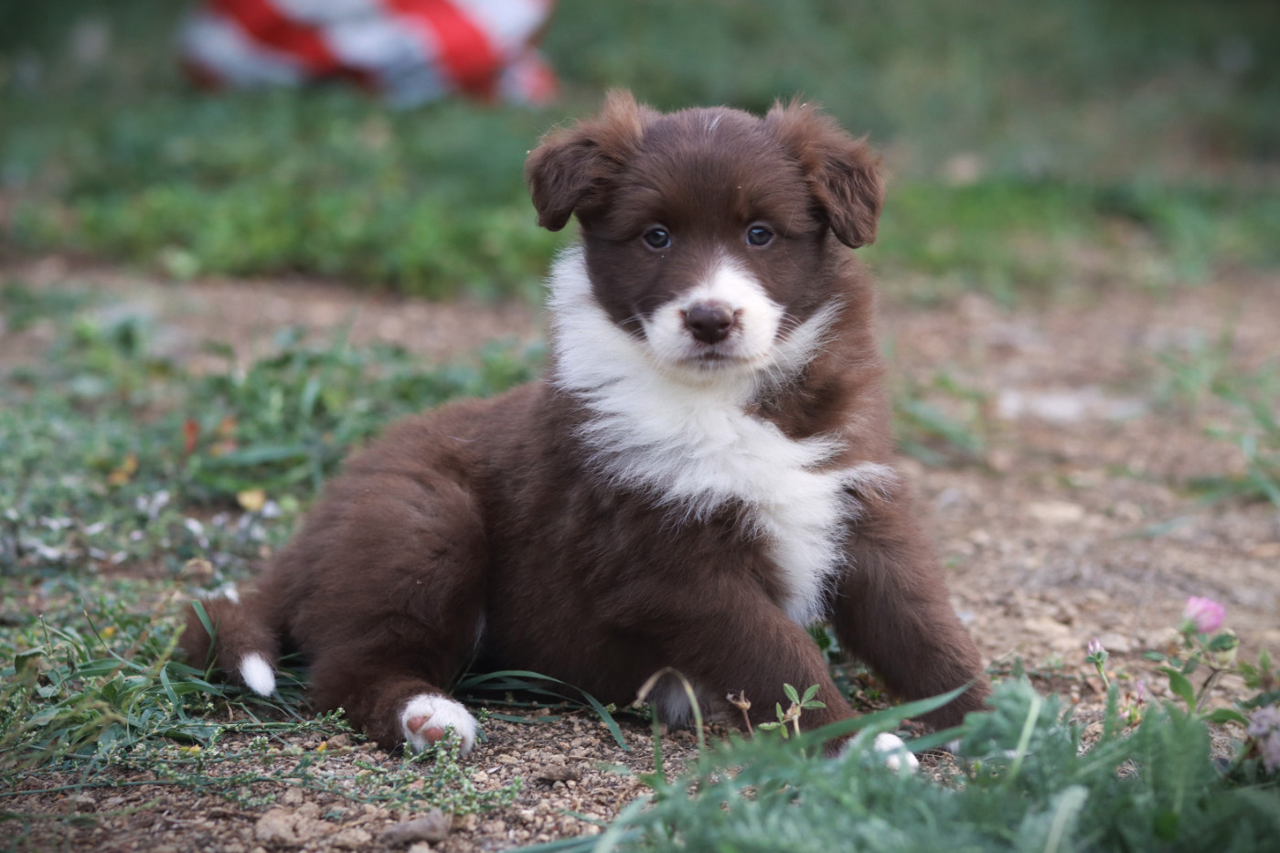 Slice Of Heaven - Chiots disponibles - Border Collie