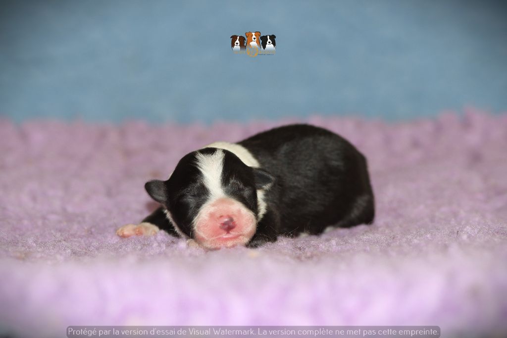 Slice Of Heaven - Chiots disponibles - Border Collie