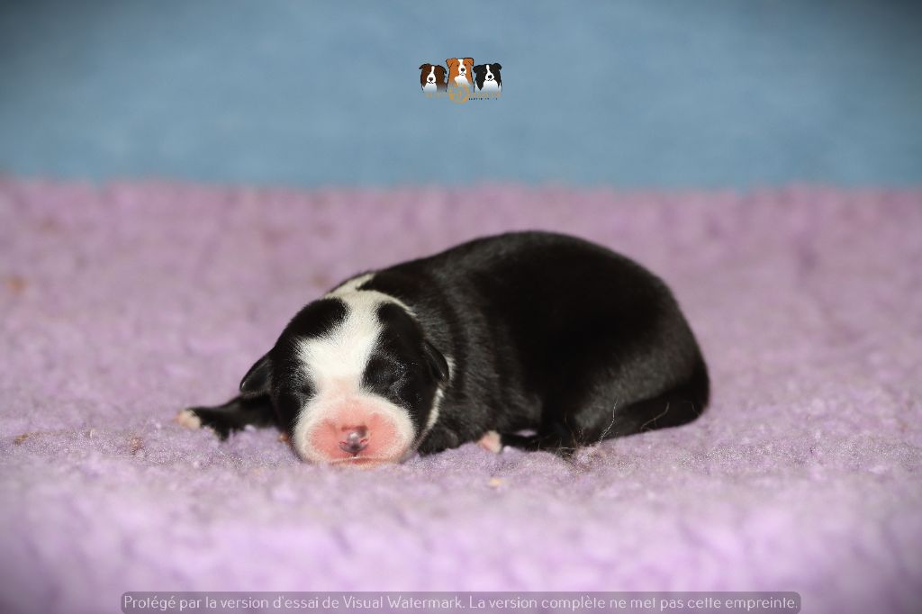 Slice Of Heaven - Chiots disponibles - Border Collie