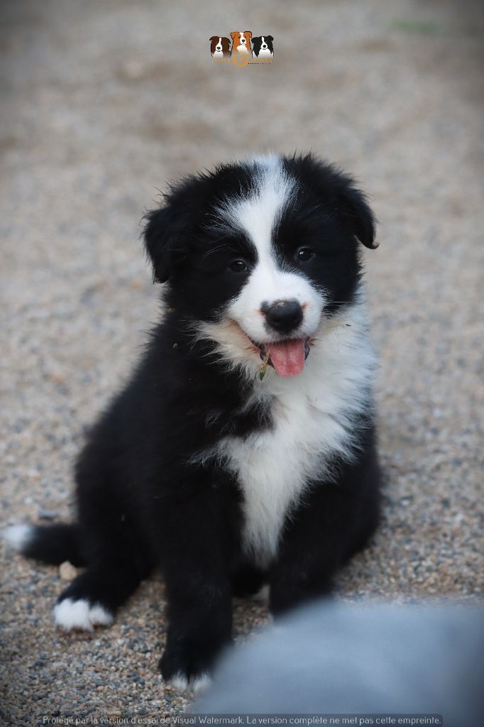 Slice Of Heaven - Chiots disponibles - Border Collie