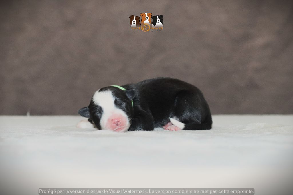 Slice Of Heaven - Chiots disponibles - Border Collie