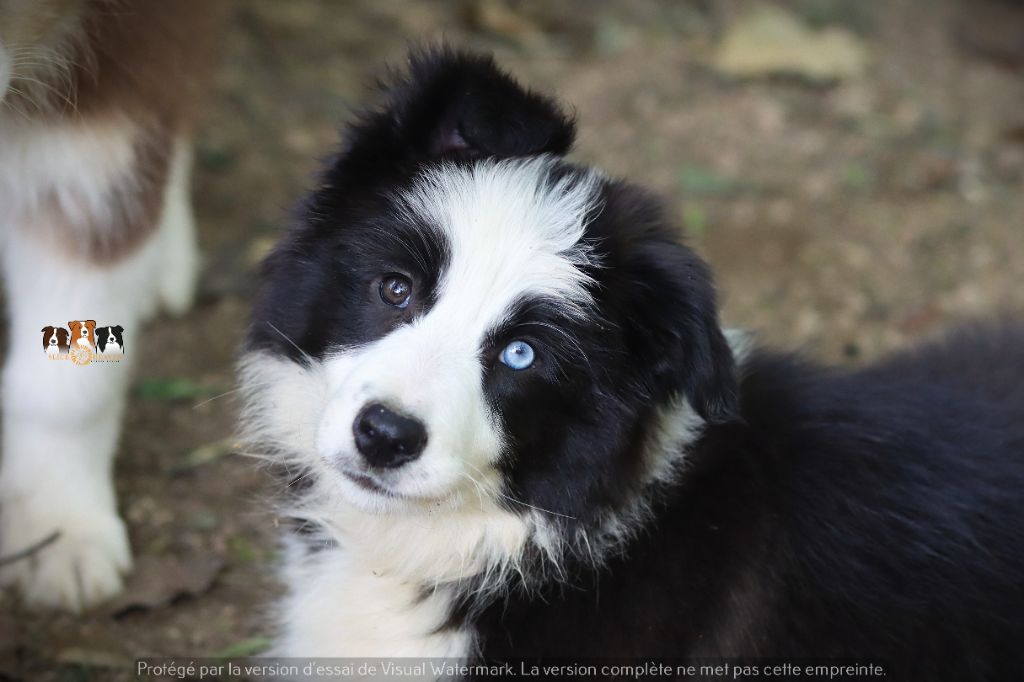 Slice Of Heaven - Chiots disponibles - Border Collie