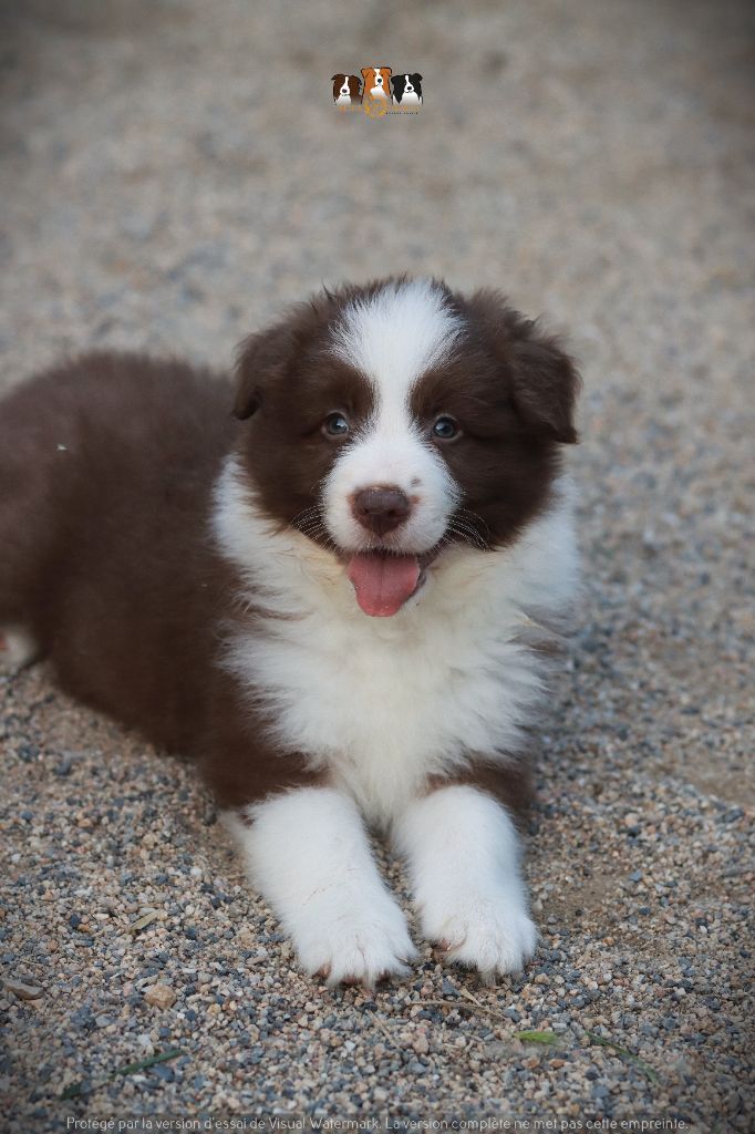 Slice Of Heaven - Chiots disponibles - Border Collie