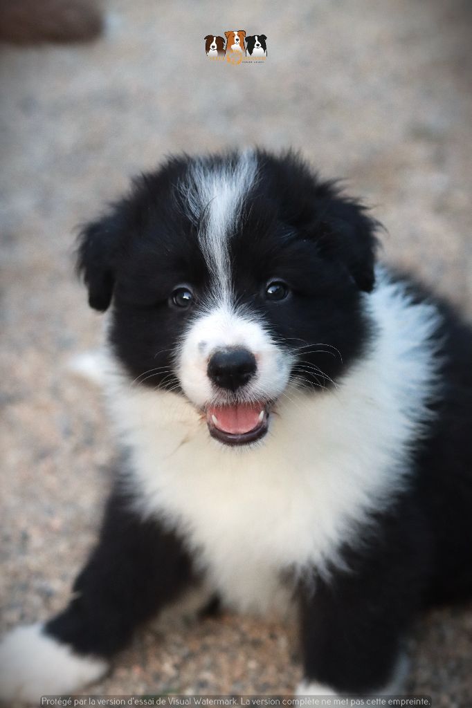 Slice Of Heaven - Chiots disponibles - Border Collie