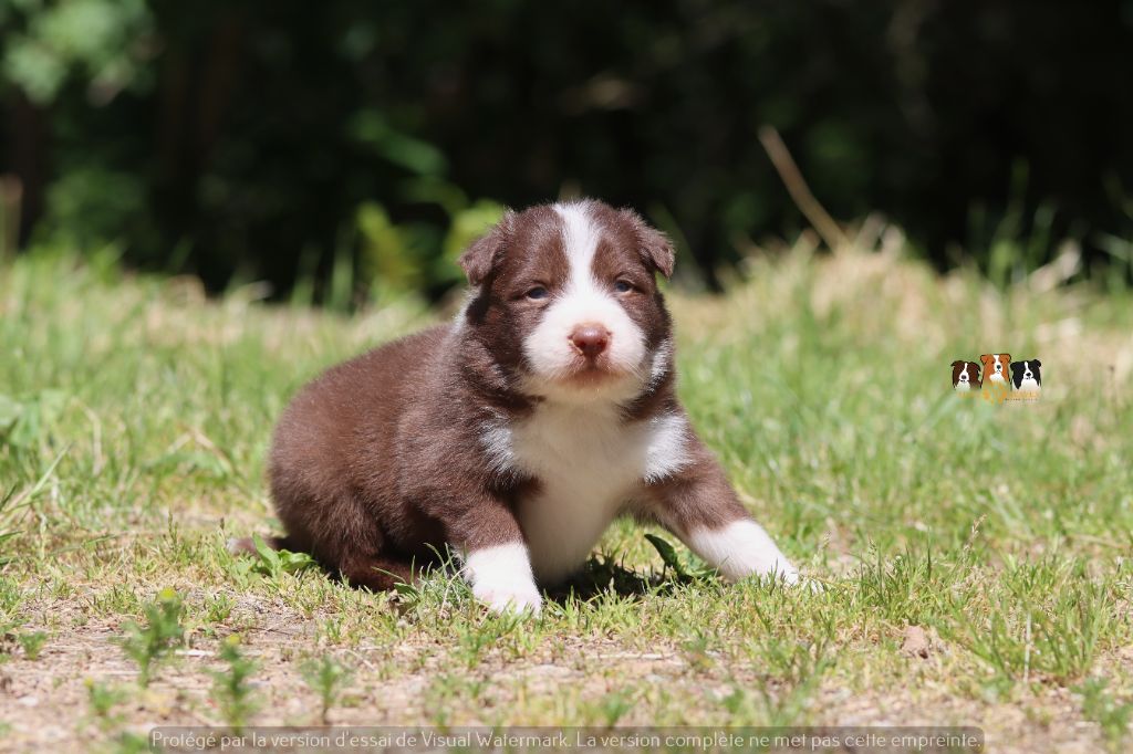 Slice Of Heaven - Chiots disponibles - Border Collie