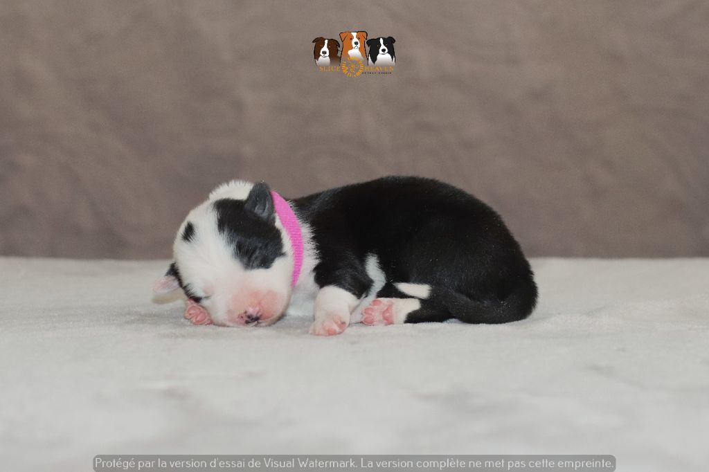 Slice Of Heaven - Chiots disponibles - Border Collie