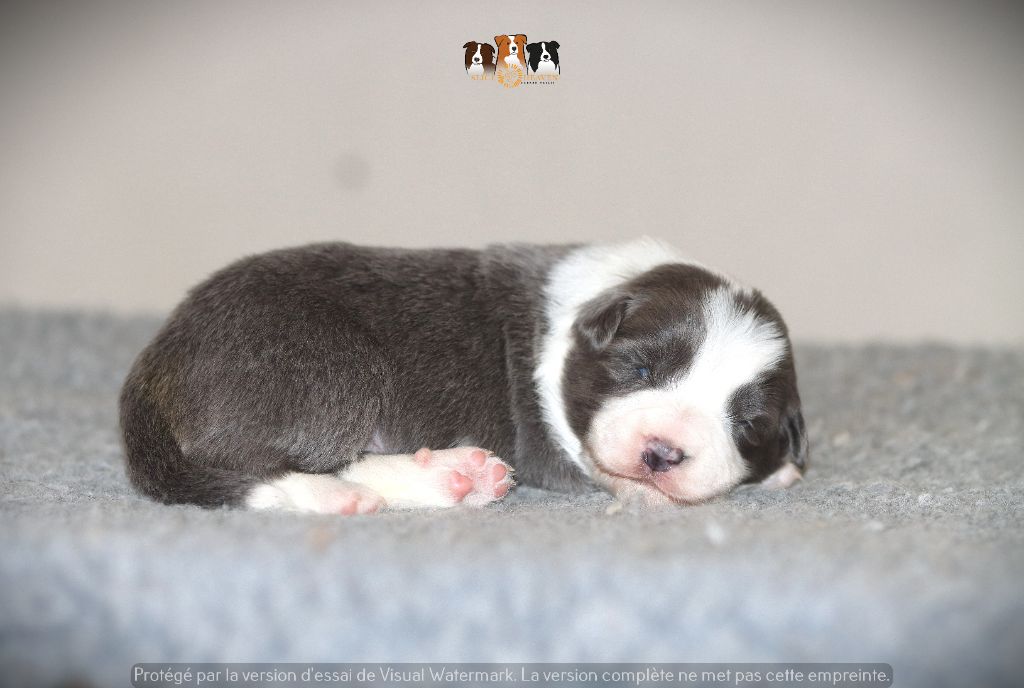 Slice Of Heaven - Chiots disponibles - Border Collie