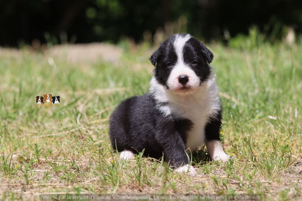 Slice Of Heaven - Chiots disponibles - Border Collie