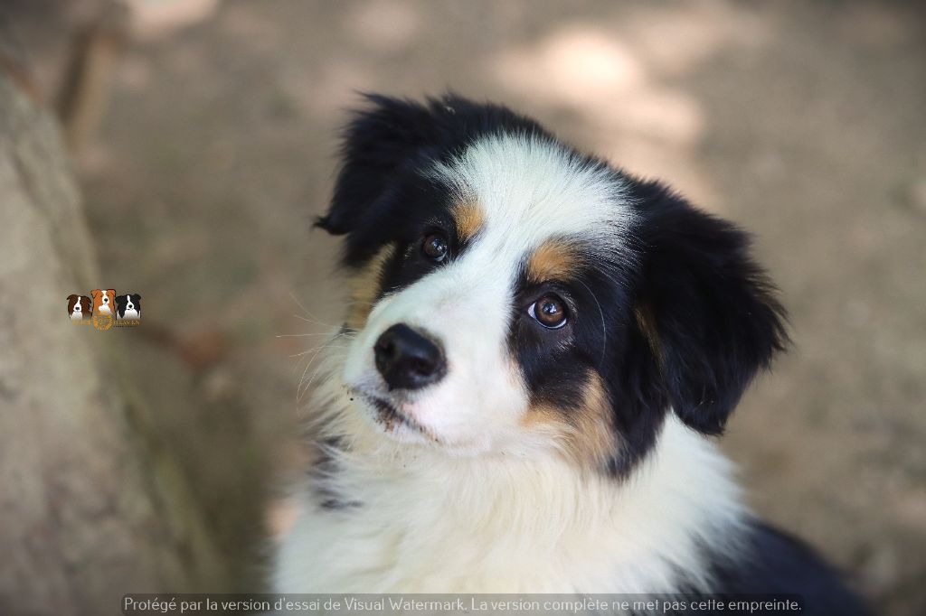 Slice Of Heaven - Chiots disponibles - Border Collie