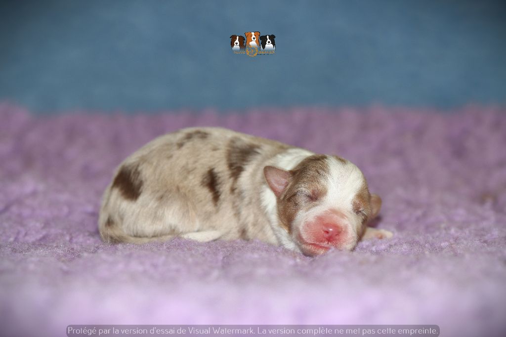 Slice Of Heaven - Chiots disponibles - Border Collie