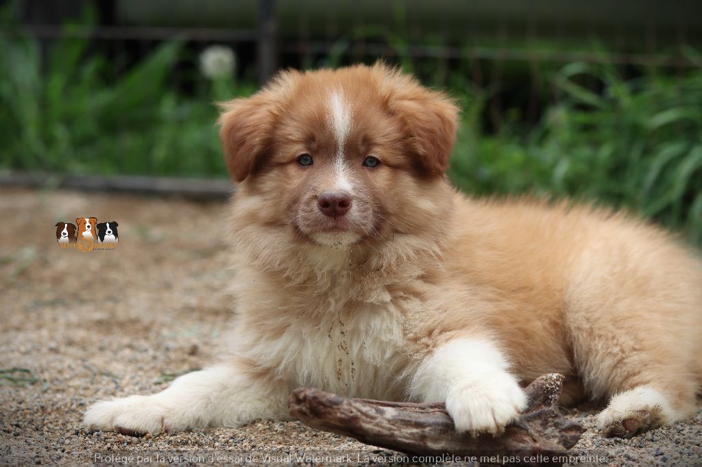 Slice Of Heaven - Chiots disponibles - Border Collie