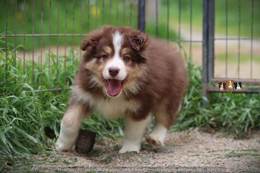 Slice Of Heaven - Chiots disponibles - Border Collie