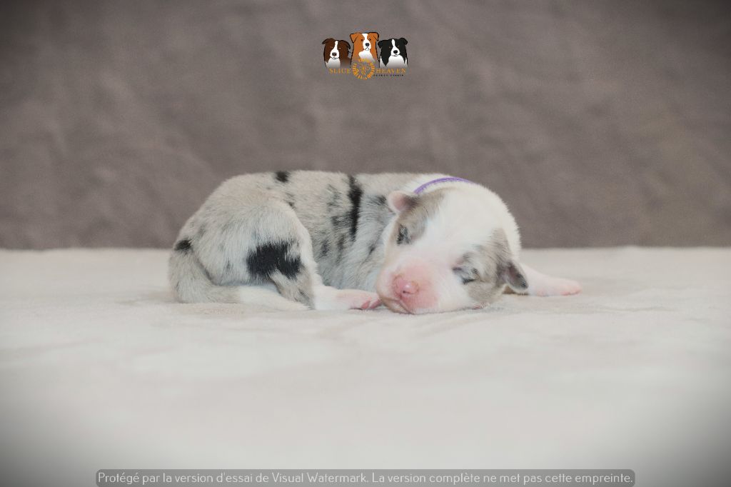 Slice Of Heaven - Chiots disponibles - Border Collie
