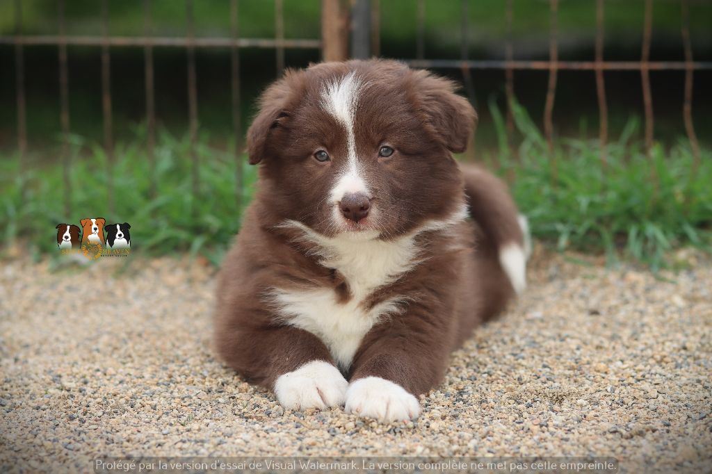 Slice Of Heaven - Chiots disponibles - Border Collie