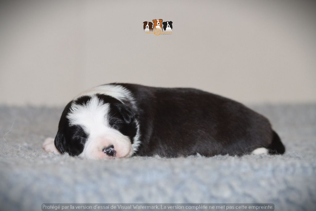 Slice Of Heaven - Chiots disponibles - Border Collie