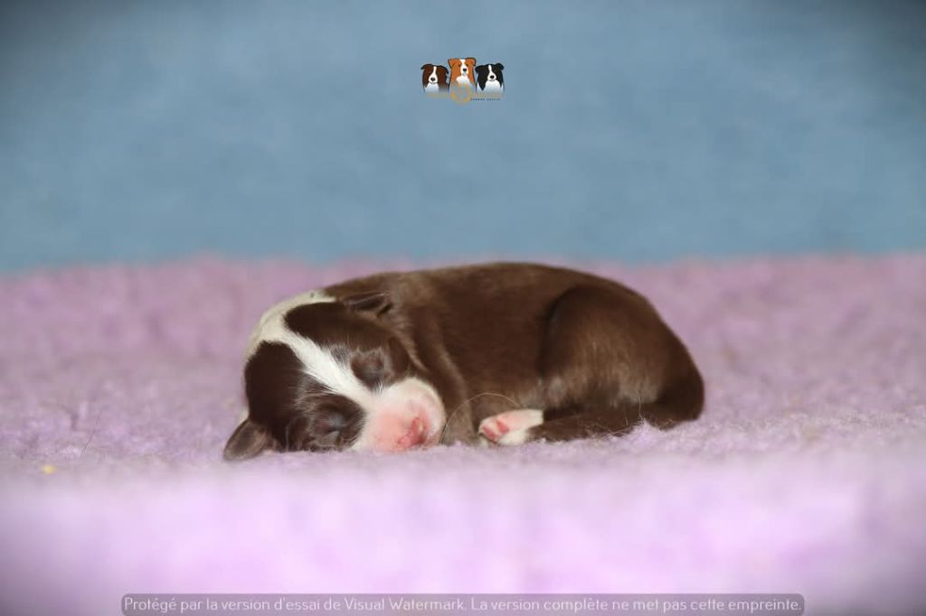 Slice Of Heaven - Chiots disponibles - Border Collie