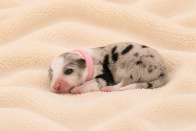 BULLE