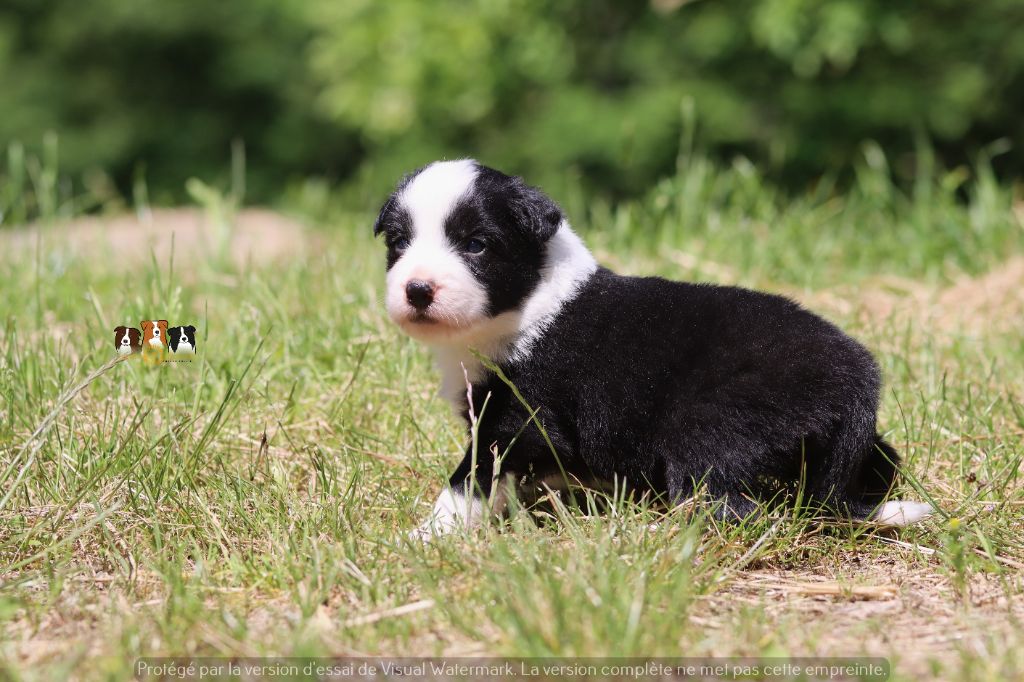Slice Of Heaven - Chiots disponibles - Border Collie