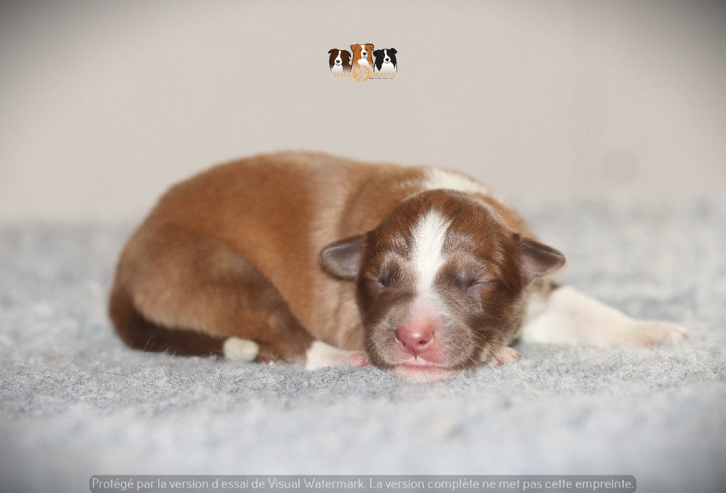 Slice Of Heaven - Chiots disponibles - Border Collie