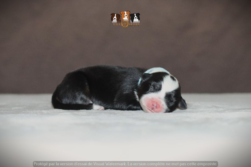 Slice Of Heaven - Chiots disponibles - Border Collie