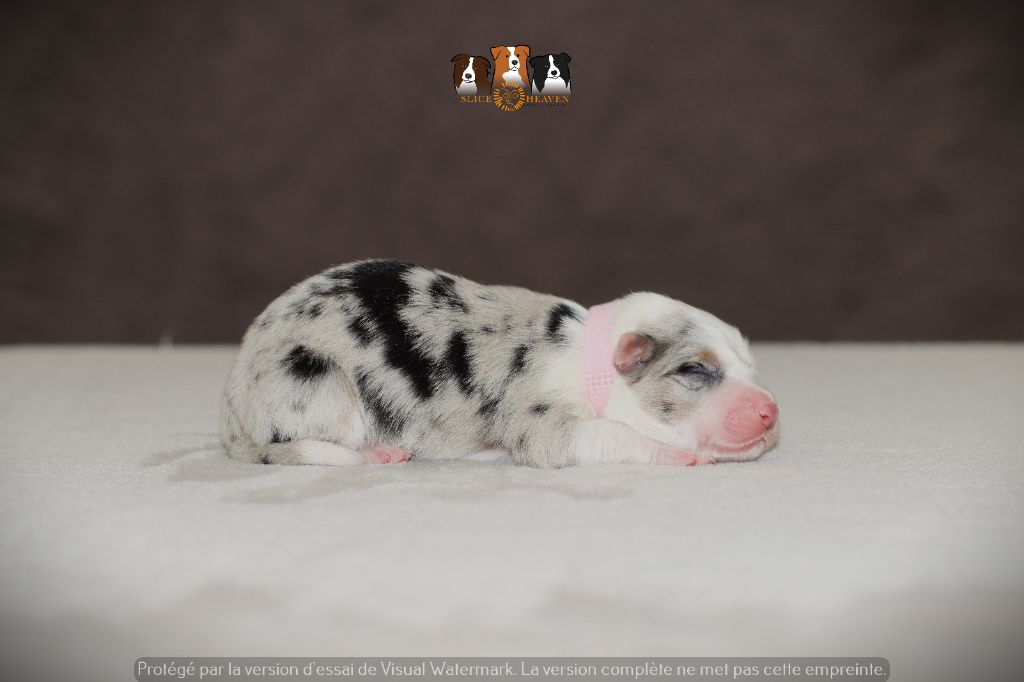 Slice Of Heaven - Chiots disponibles - Border Collie