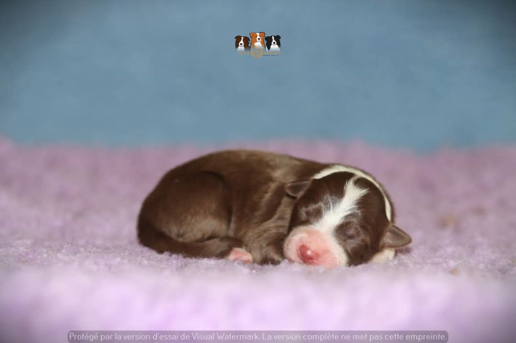 Slice Of Heaven - Chiots disponibles - Border Collie