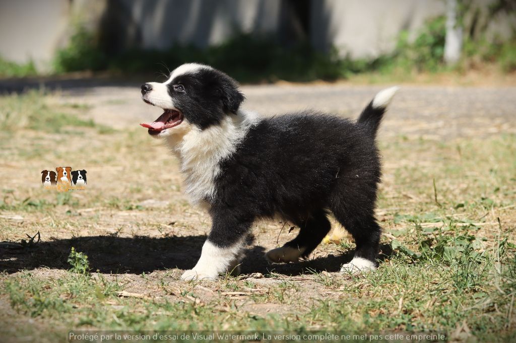 Slice Of Heaven - Chiots disponibles - Border Collie