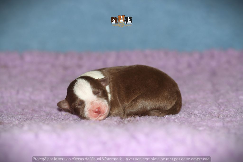 Slice Of Heaven - Chiots disponibles - Border Collie
