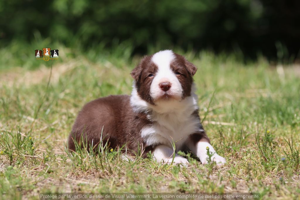 Slice Of Heaven - Chiots disponibles - Border Collie