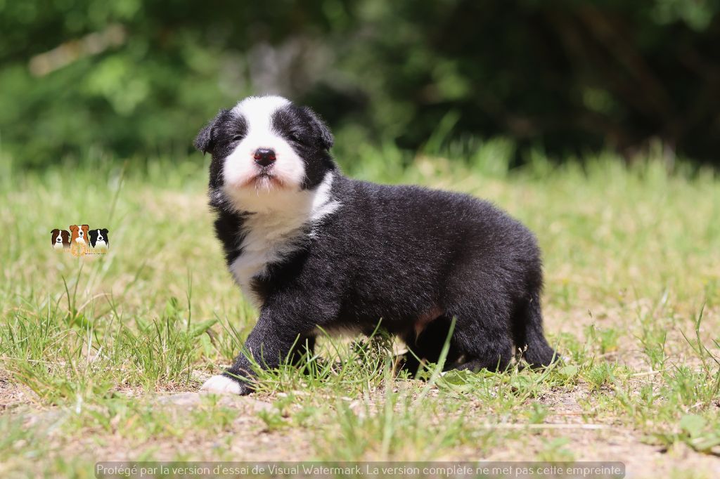Slice Of Heaven - Chiots disponibles - Border Collie