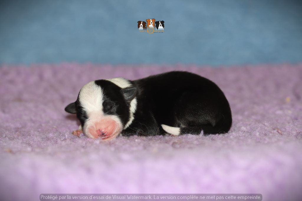 Slice Of Heaven - Chiots disponibles - Border Collie