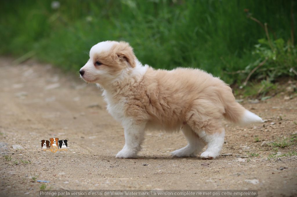 Slice Of Heaven - Chiots disponibles - Border Collie