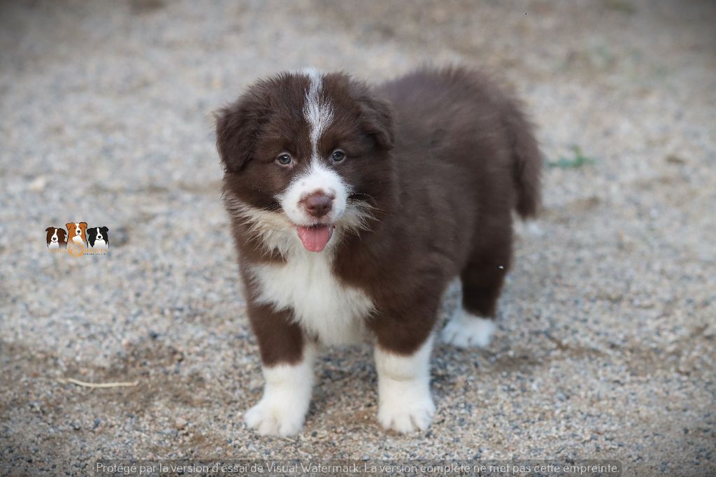 Slice Of Heaven - Chiots disponibles - Border Collie