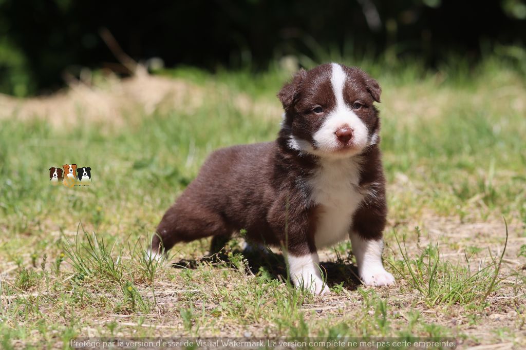 Slice Of Heaven - Chiots disponibles - Border Collie