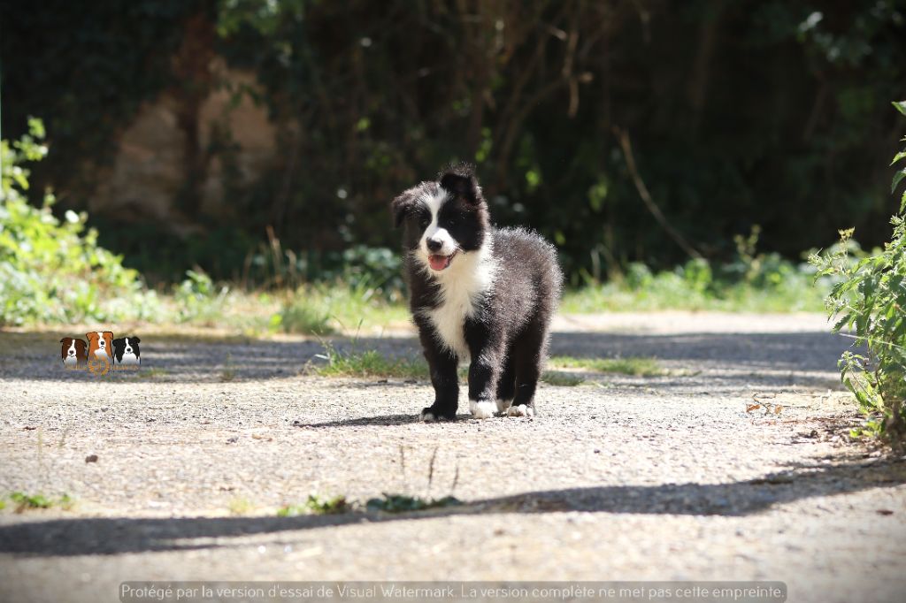 Slice Of Heaven - Chiots disponibles - Border Collie